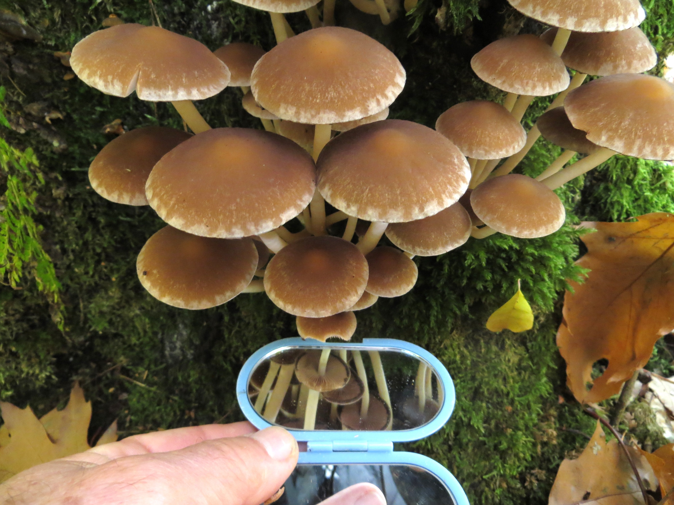 Slijmerige blekerik ?